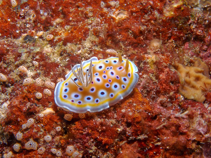Nudibranch, Arus Balee